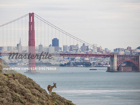 Golden Gate Bridge, Mule Deer (Odocoileus hemionus) in foreground, San Francisco, California, United States, North America