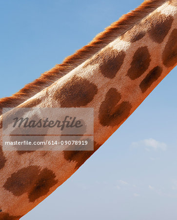 Cropped view of giraffe neck, Nairobi National Park, Nairobi, Kenya, Africa