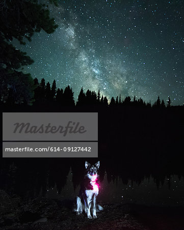 Portrait of dog against Milky Way Galaxy, Nickel Plate Provincial Park, Penticon, British Columbia, Canada