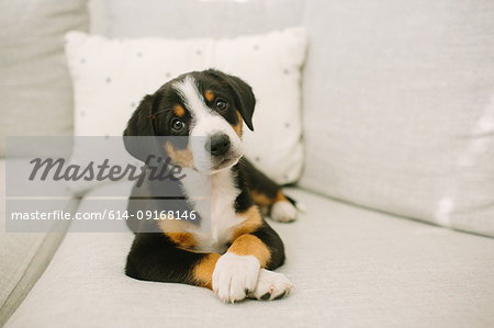 Animal portrait of puppy lying on sofa looking at camera