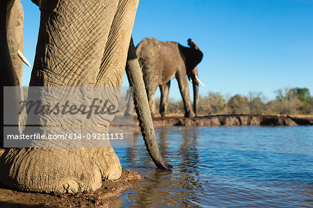 African elephants (Loxodonta africana) at watering hole, Mashatu game reserve, Botswana, Africa