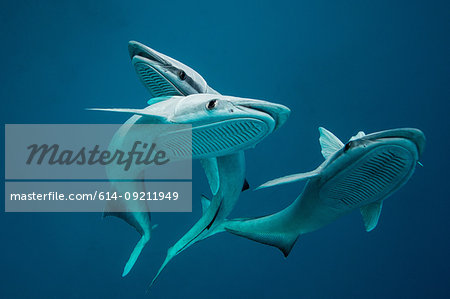 Three remoras (remora sp) displaying sucking organs located on head, they usually follow bigger animals like sharks and rays, Playa del Carmen, Quintana Roo, Mexico