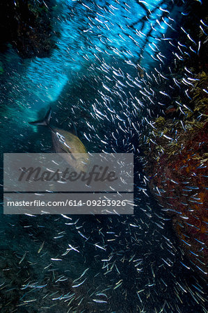 Underwater view of a jack swimming through a shoal of silverside fish, Eleuthera, Bahamas