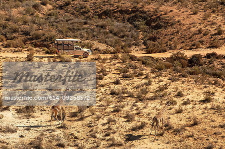 Off road tourist vehicle watching giraffes in arid landscape, elevated view, Cape Town, Western Cape, South Africa