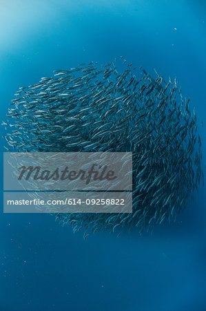 Mackerel baitballs underwater, Punta Baja, Baja California, Mexico