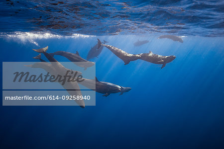 Pod of False killer whales, Revillagigedo Islands, Socorro, Baja California, Mexico