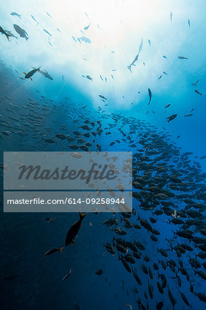 Shoal of fish, Revillagigedo Islands, Socorro, Baja California, Mexico