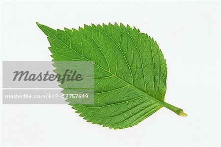 Green Leaf on White Background