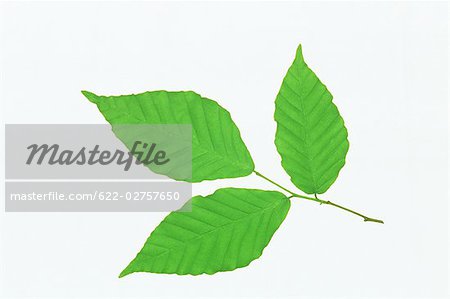 Three Leaves on White Background