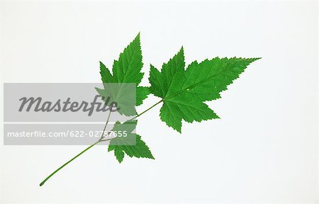 Maple Leaves on White Background