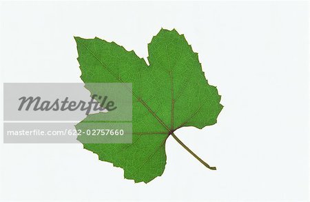 Green Leaf on White Background