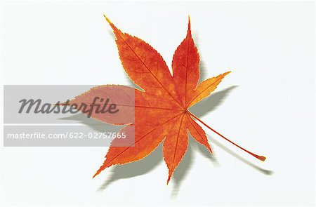 Autumnal Maple Leaf on White Background