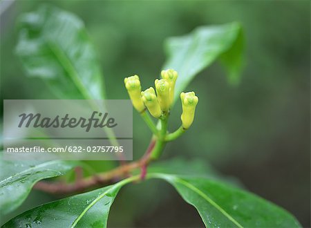 Dew on Clove Plant