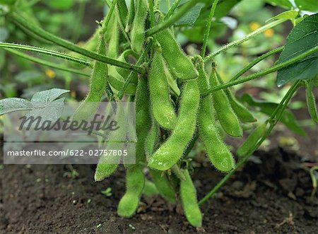 soybean pod