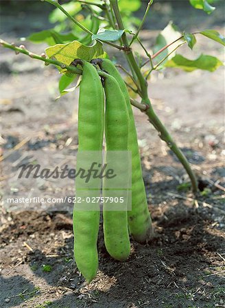 Sword Bean Growing in Field