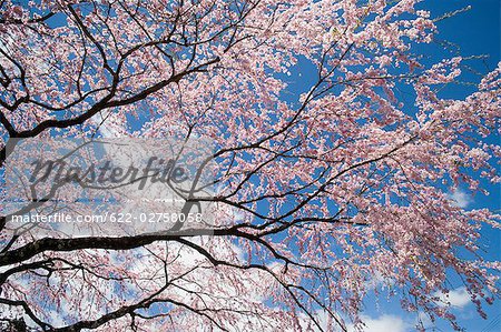 Cherry Blossoms Growing on Cherry Trees