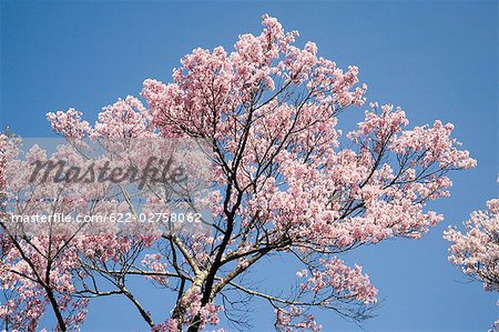 Cherry Trees against Blue Sky