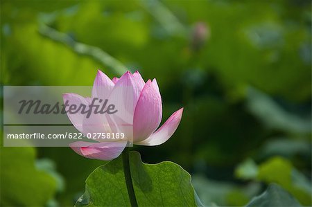 Pink Lotus