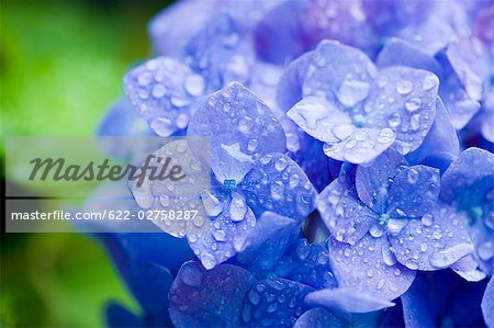 Water Droplets On Hydrangea Flowers Stock Photo Masterfile Premium Royalty Free Code 622