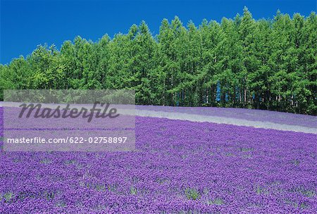 Lavender Flower Garden Nakafurano, Hokkaido, Japan