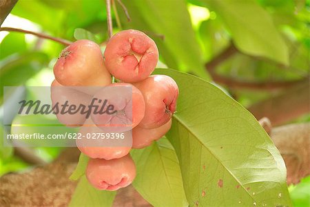 Fruit Tree at Japan,Okinawa Prefecture