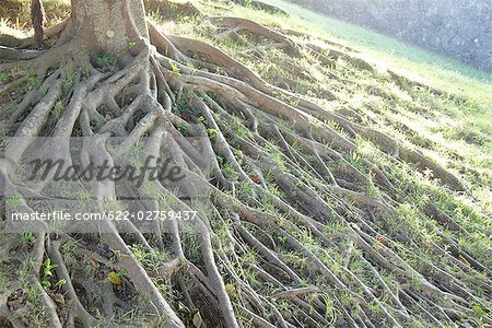 Tree Roots on Ground Okinawa Prefecture,Japan