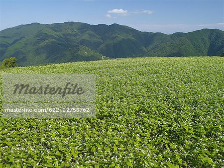 Buckwheat Field Nakatado,Kagawa Prefecture