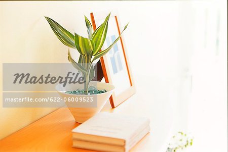 Close Up Of Potted Plant With Backlit