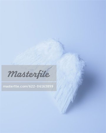 Feather Against White Background