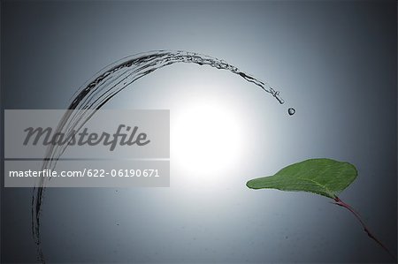 Single Leaf And Water Wave