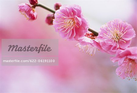 Close-Up View Of Pink Flowers