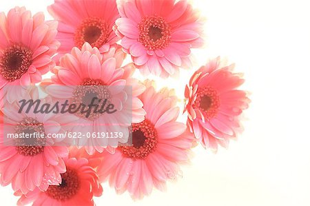 Pink Gerbera Daisies On White Background