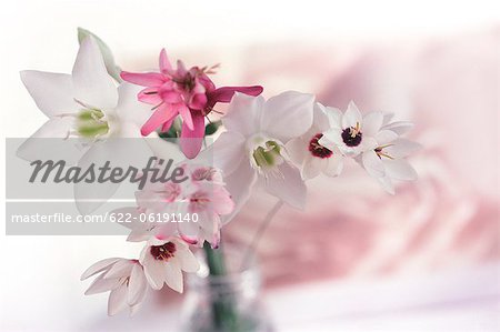 Pink And White Flowers In Glass Vase