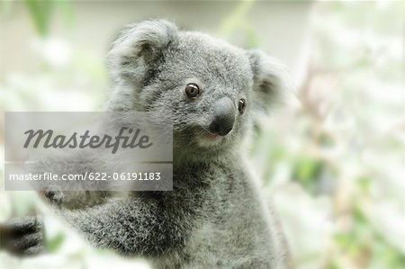 Portrait Of Young Koala Bear