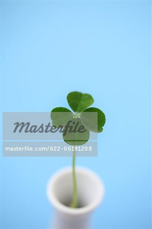 Clover In Cup Against Blue Background