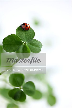 Ladybug On Four Leaf Clover