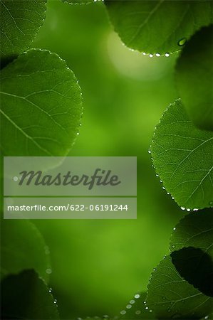 Bright Green Leaves With Tiny Drops, Close-Up View