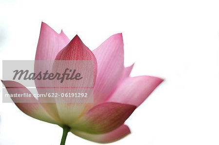 Pink Lotus With White Background