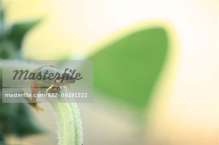 Tree Frog On Stem