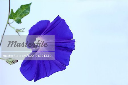 Close-Up View Of Shiny Blue Flower