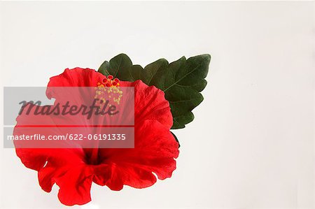 Red Hibiscus On White Background