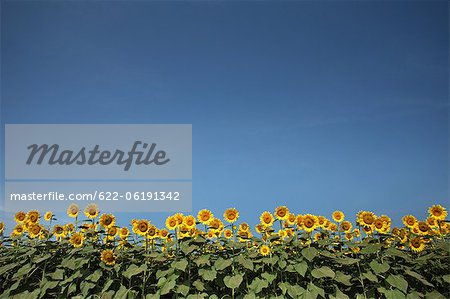 Sunflowers Against Blue Sky, Copy Space