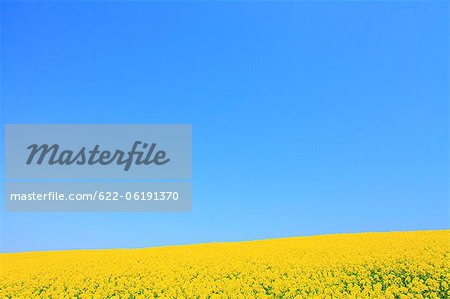 Mustard Field Against Clear Sky, Copy Space