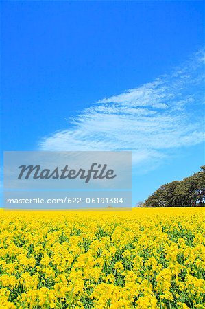 Mustard Field And Blue Sky In Background