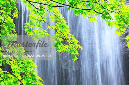 Shiny Green Leaves And Waterfall In Background