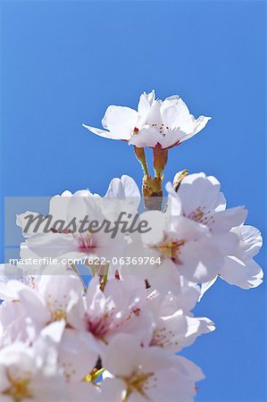 Cherry blossoms in Saitama