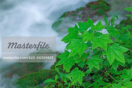 Mountain water stream in Fukushima