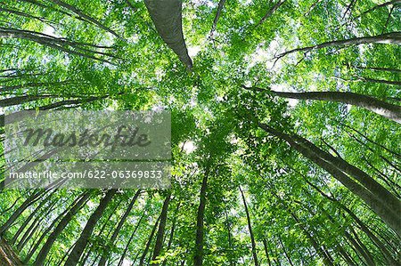 Beech forest in Niigata Prefecture