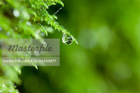 Drop on green leaf