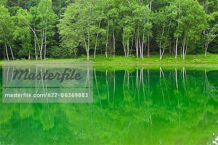 Birch trees reflected on Tateshinakogen lake in Nagano